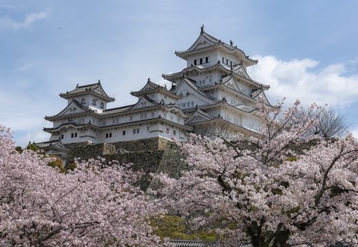 樱花电影剧集选集列表界面，显示日本连续剧全集序号按钮排列，当前播放集高亮标记，界面整洁清晰
