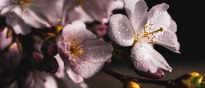 樱花电影高清影院播放界面截图风格数据看板，粉色主题，展示线路延迟与画质档位选项