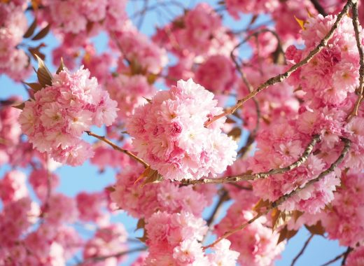 樱花电影HTML5播放器界面实测截图，底部控制条清晰可见画质与字幕切换按钮，背景为日系电影画面